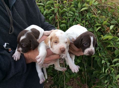 English pointer puppies - Pointers - English Pointer - Finished Dogs. Posted on 08/08/2023 - - Last updated on 09/13/2023. $5,000.00. Click for Details. Free hunting dog classifieds for the upland bird hunter and wetland waterfowl hunter. Find puppies for sale, started dogs for sale and finished dogs from all sorts of different pointing breeds, retrieving breeds and ...